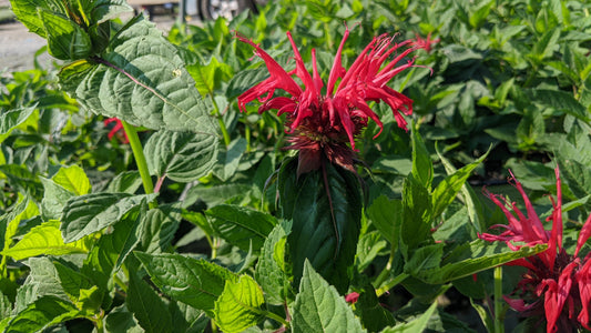 Jacob Cline | Bee Balm