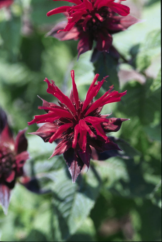 Raspberry Wine Bee Balm (Monarda 'Raspberry Wine')