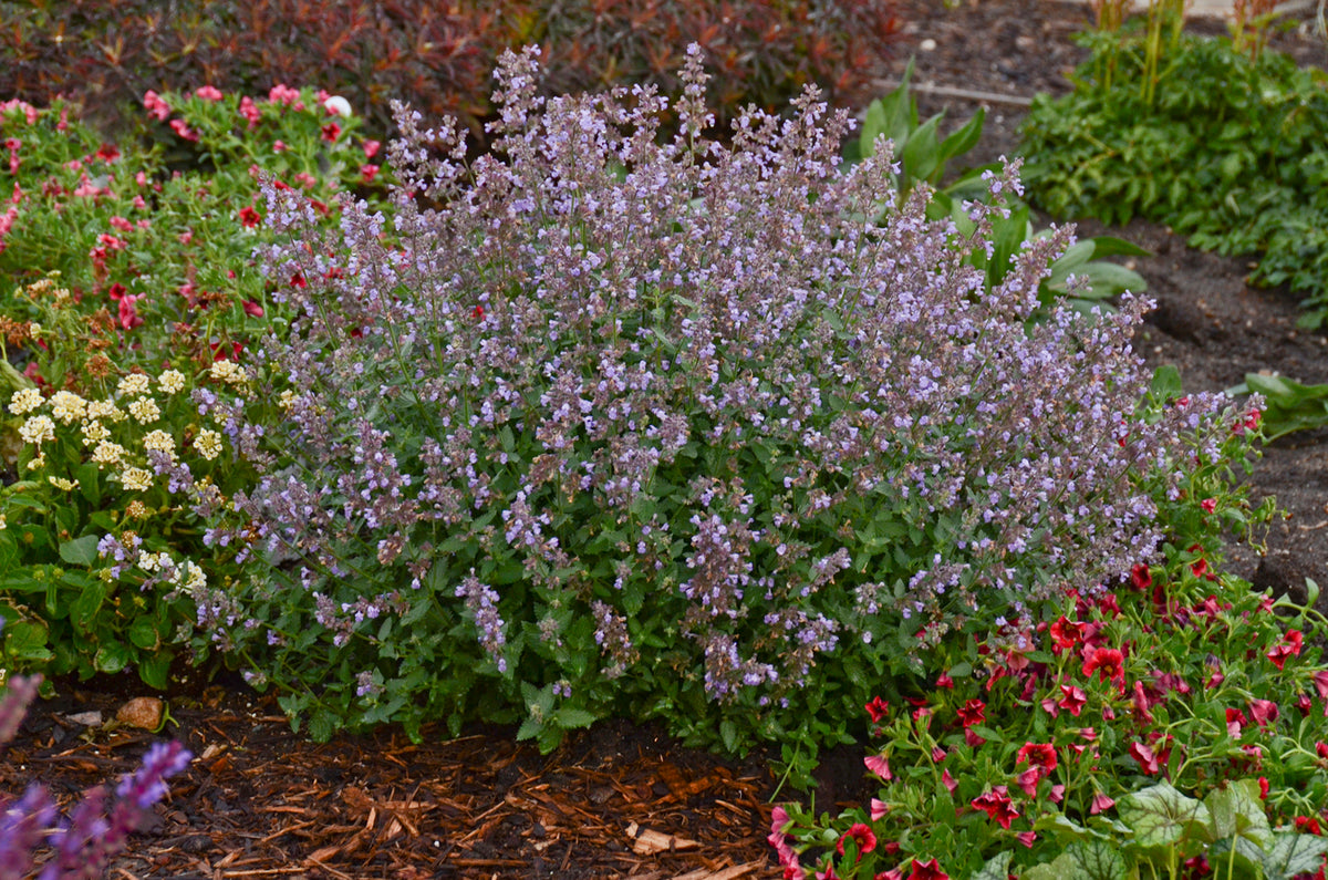 Cat's Meow Catmint (Nepeta 'Cat's Meow')