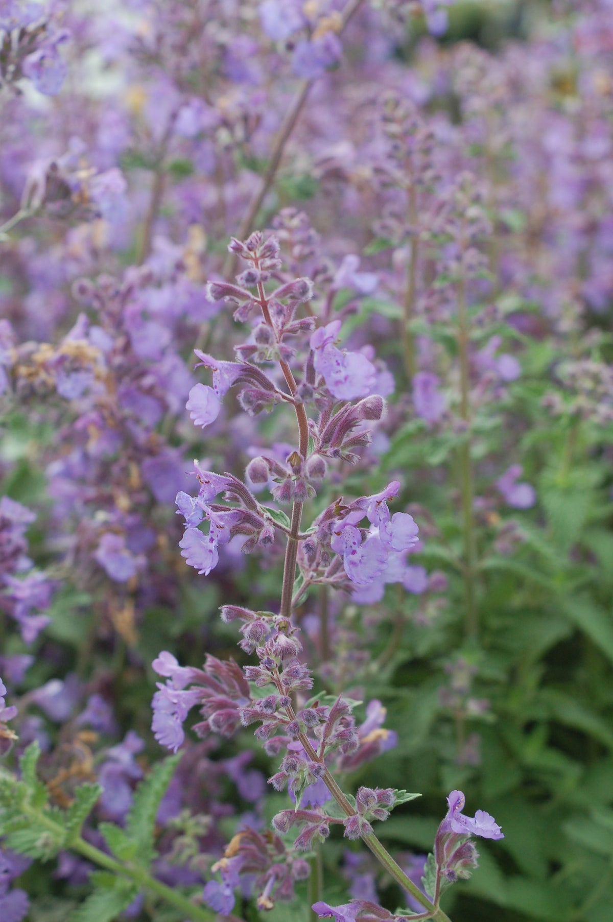 Walker's Low Catmint - photo 2