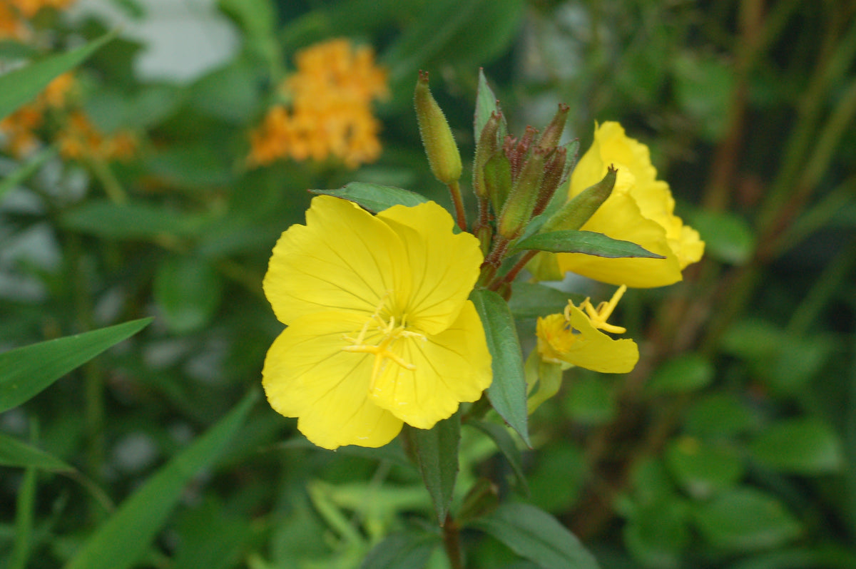 Fireworks Sundrops (Oenothera fruticosa 'Fireworks')
