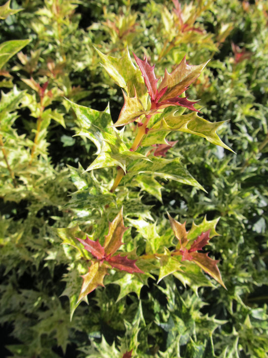 Goshiki Holly Olive (Osmanthus heterophyllus 'Goshiki')