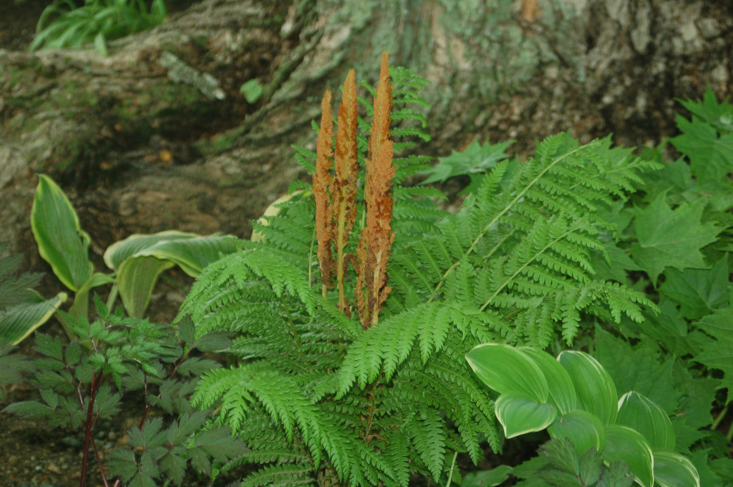 Cinnamon Fern