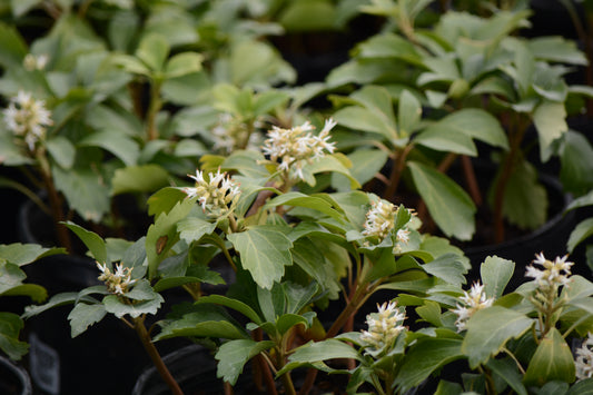 Allegheny Spurge (Pachysandra procumbens)