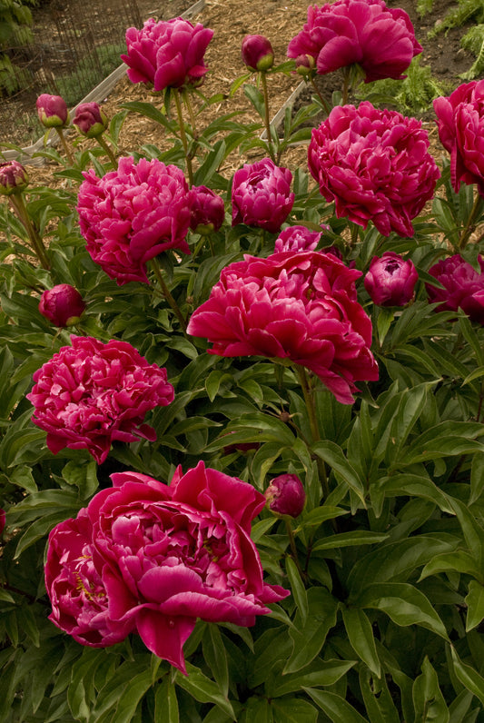 Karl Rosenfield Peony (Paeonia lactiflora 'Karl Rosenfield')