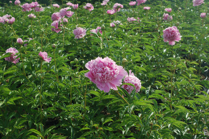 Monsieur Jules Elie Peony (Paeonia lactiflora 'Monsieur Jules Elie')