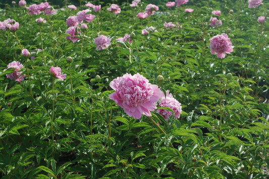 Monsieur Jules Elie Peony (Paeonia lactiflora 'Monsieur Jules Elie')