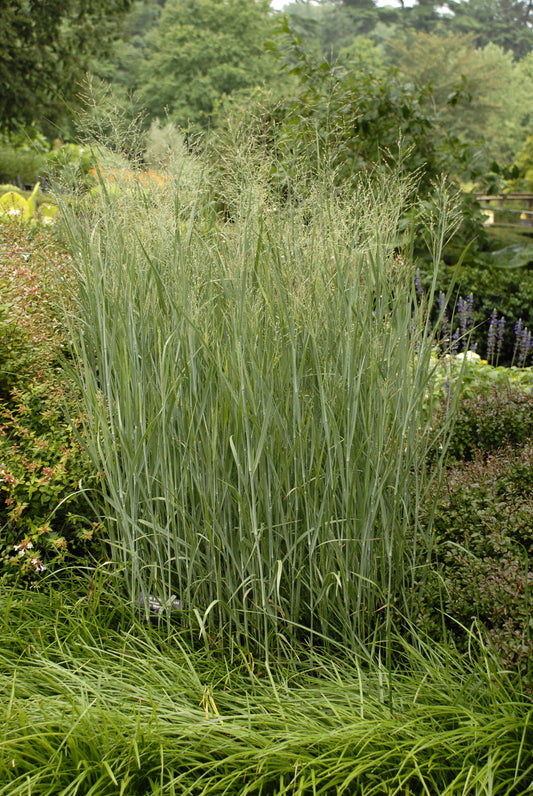Heavy Metal Switch Grass (Panicum virgatum 'Heavy Metal')