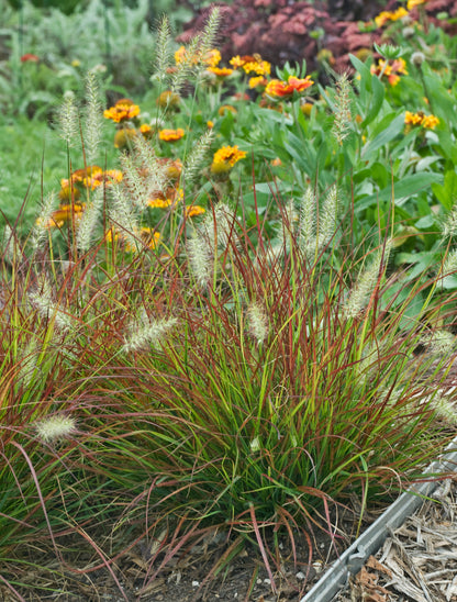 Burgundy Bunny | Fountain Grass