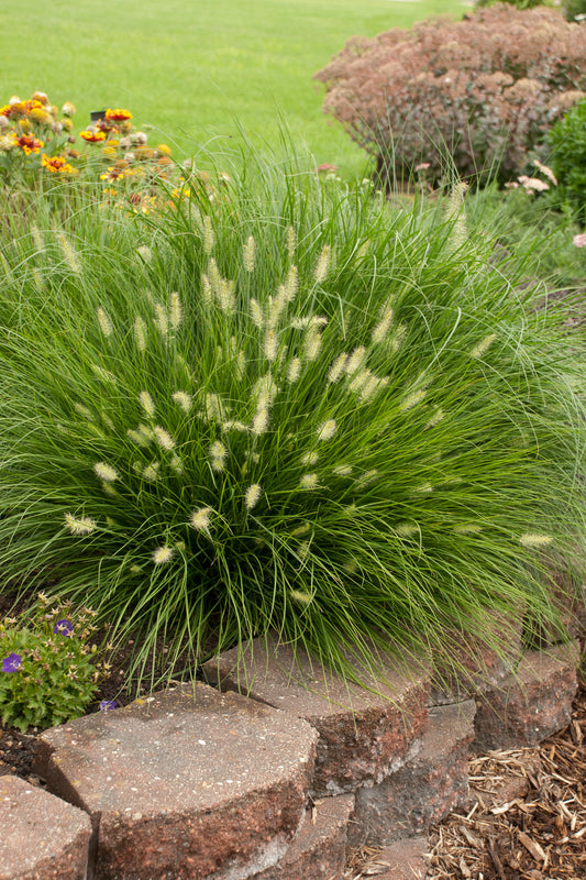 Little Bunny Fountain Grass (Pennisetum alopecuroides 'Little Bunny')