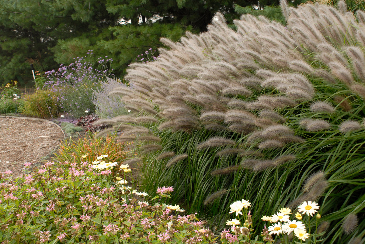 Red Head Fountain Grass