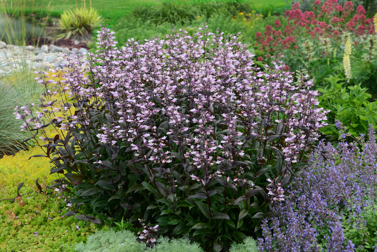 Dark Towers Beardtongue (Penstemon 'Dark Towers')
