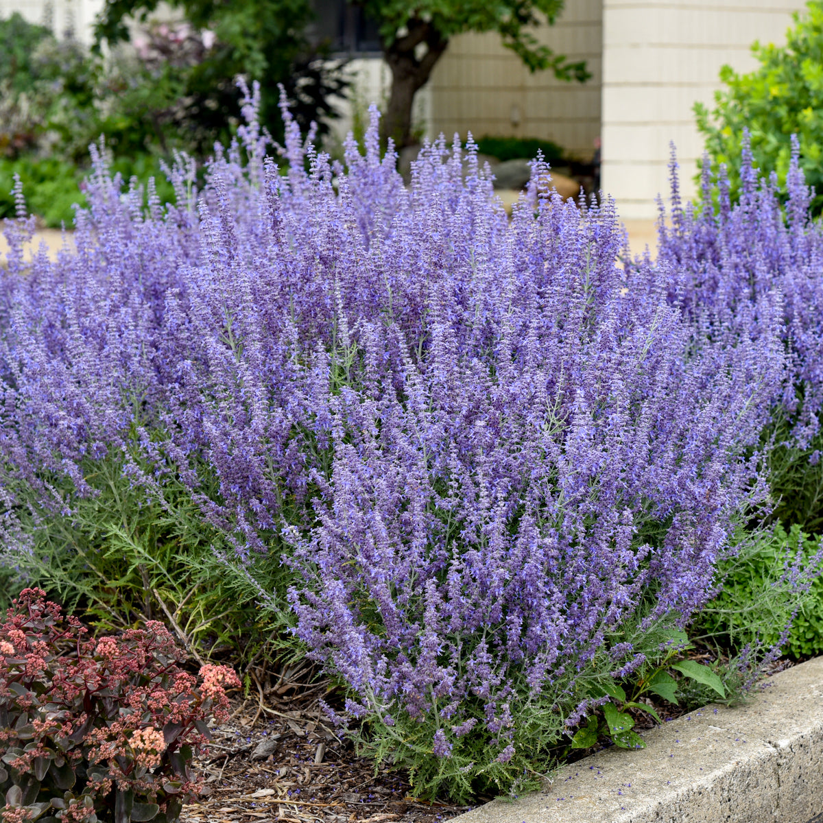 Denim 'n Lace Russian Sage (Perovskia atriplicifolia 'Denim 'n Lace')