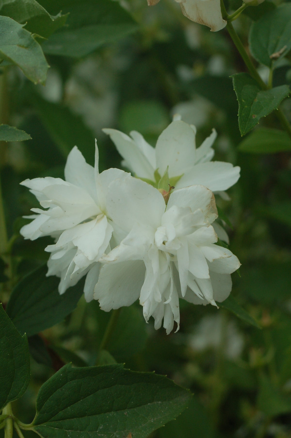 Buckley's Quill Mock Orange - photo 2