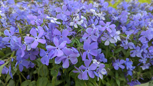 Blue Moon | Phlox