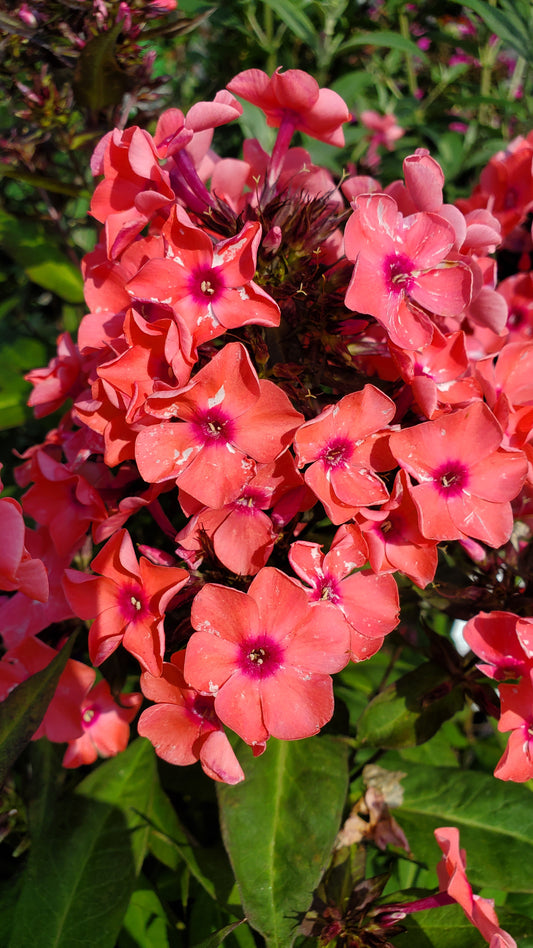 Coral Creme Drop Upright Garden Phlox (Phlox paniculata 'Coral Creme Drop')
