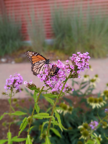 Jeana Upright Garden Phlox - photo 2