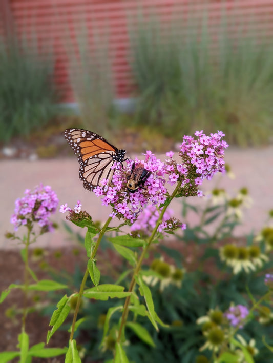Jeana Upright Garden Phlox - photo 2