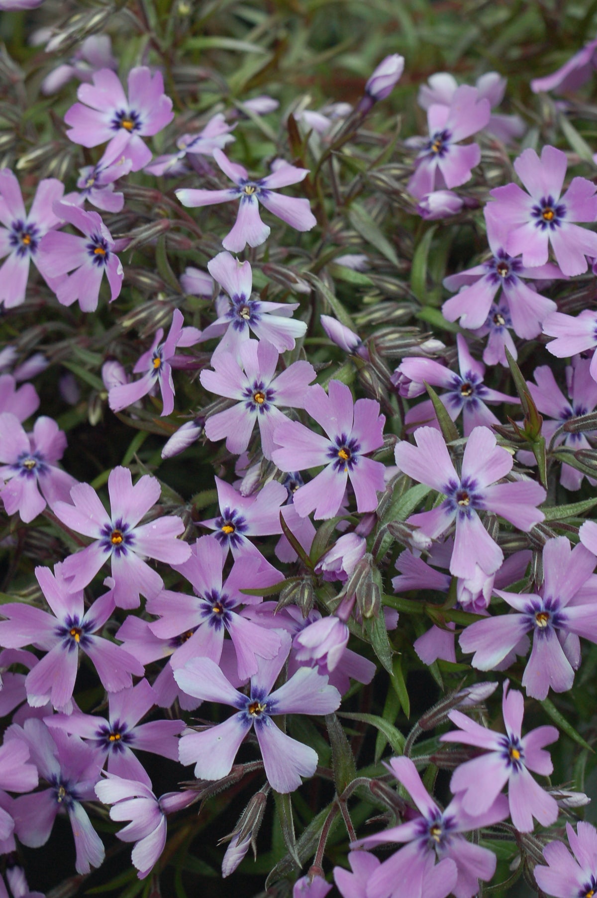 Purple Beauty Creeping Phlox (Phlox subulata 'Purple Beauty')