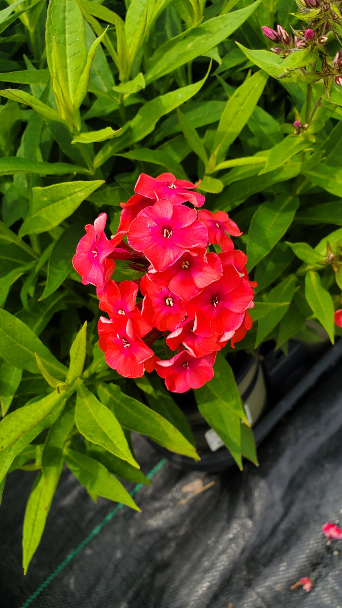 Volcano® Ruby Garden Phlox (Phlox 'Volcano Ruby')