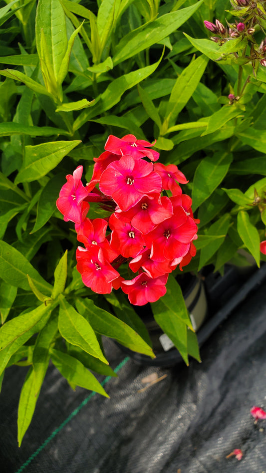 Volcano® Ruby Garden Phlox (Phlox 'Volcano Ruby')