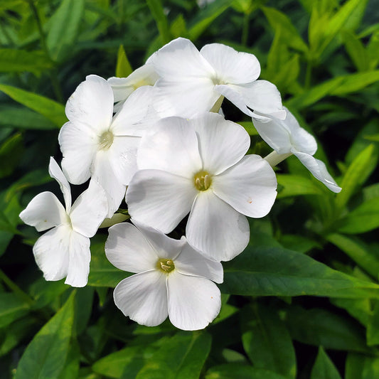 Volcano® White Garden Phlox (Phlox 'Volcano White')