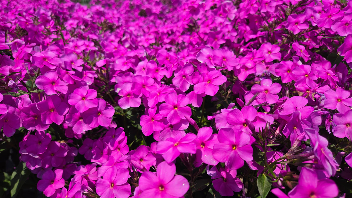 Cloudburst™ Upright Garden Phlox (Phlox 'Cloudburst')