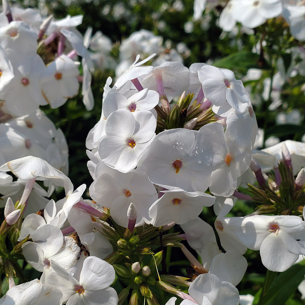 Opening Act White® Upright Garden Phlox (Phlox 'Opening Act White')