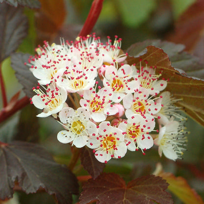 Summer Wine® Ninebark (Physocarpus opulifolius Summer Wine® ('Seward'))