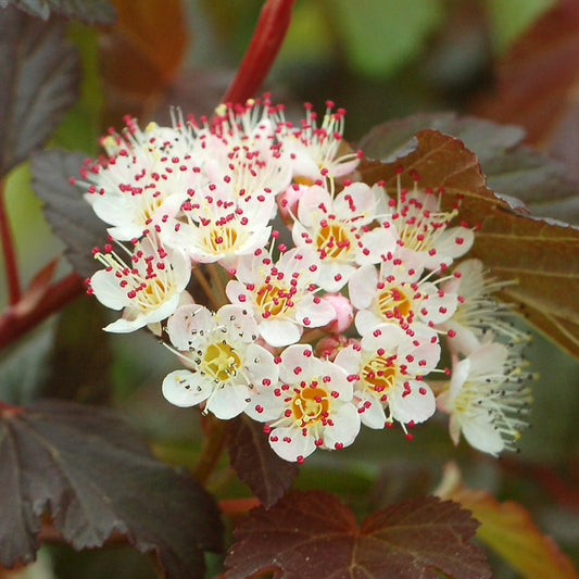 Summer Wine® Ninebark (Physocarpus opulifolius Summer Wine® ('Seward'))