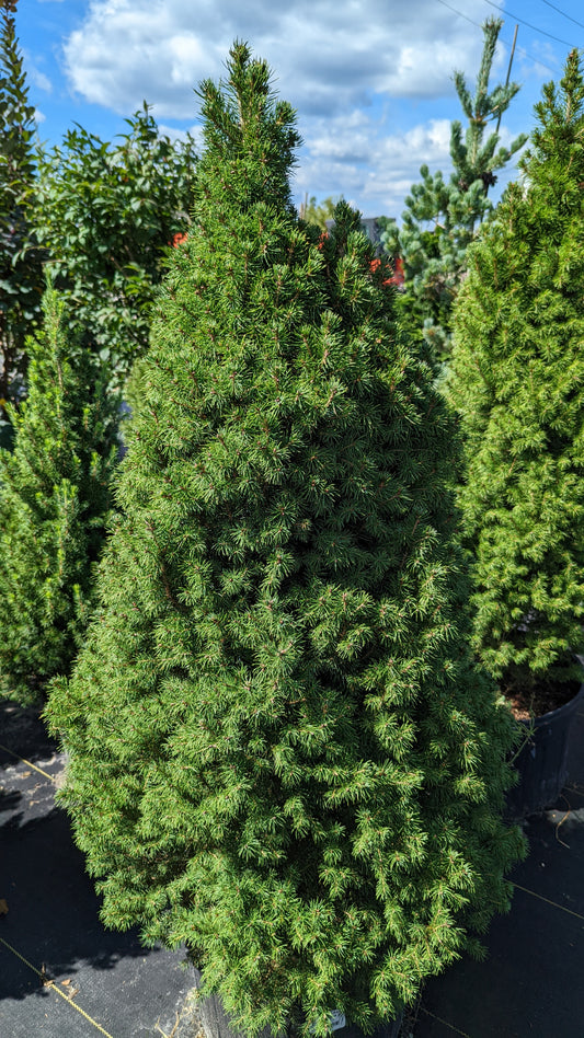 Dwarf Alberta Spruce