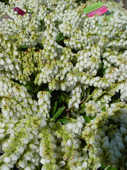 Cavatine Japanese Andromeda (Pieris japonica 'Cavatine')