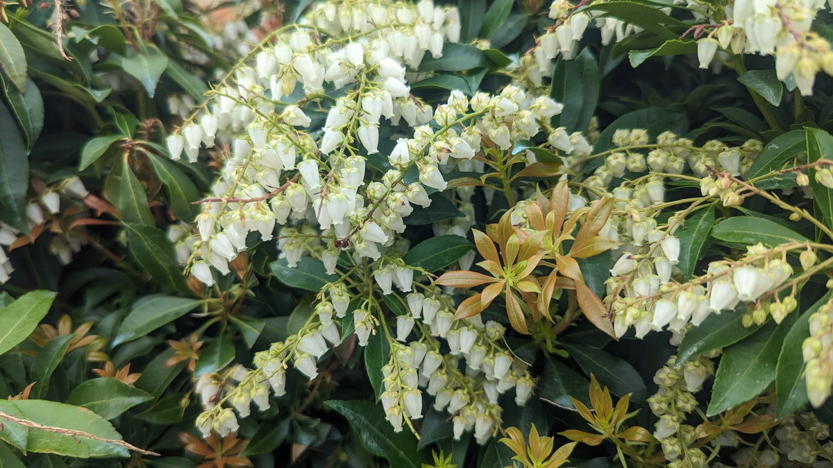Compacta Japanese Andromeda (Pieris japonica 'Compacta')