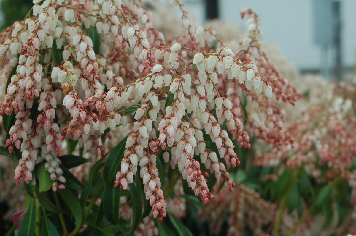 Dorothy Wycoff Japanese Andromeda (Pieris japonica 'Dorothy Wycoff')