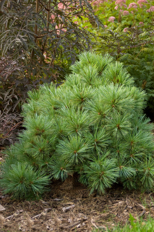 Blue Shag Eastern White Pine (Pinus strobus 'Blue Shag')