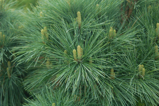 Connecticut Slate | Pine