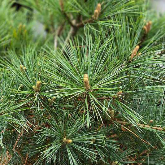 Shaggy Dog | Pine
