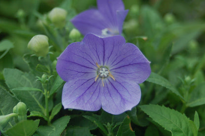 Sentimental Blue Balloon Flower (Platycodon grandiflorus 'Sentimental Blue')