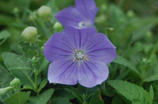 Sentimental Blue Balloon Flower (Platycodon grandiflorus 'Sentimental Blue')