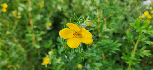 Gold Finger | Cinquefoil
