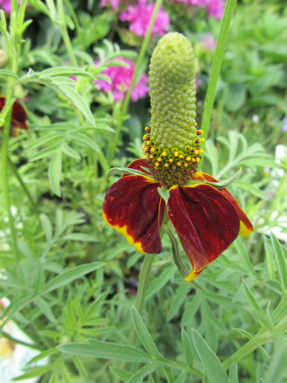 Red Midget Mexican Hat Plant (Ratibida col. 'Red Midget')