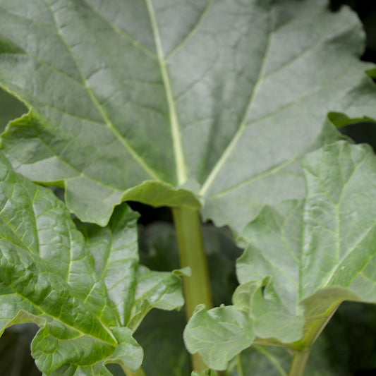 Victoria Rhubarb (Rheum 'Victoria')