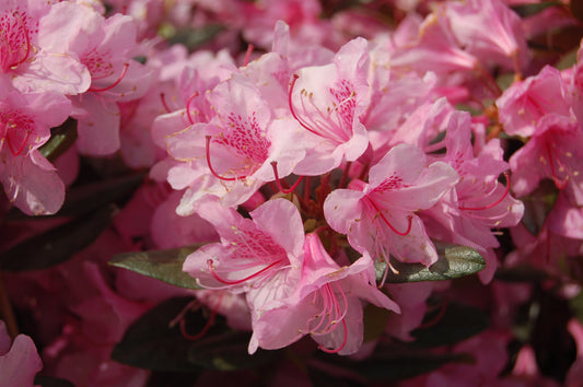 Aglo Rhododendron (Rhododendron x 'Aglo')