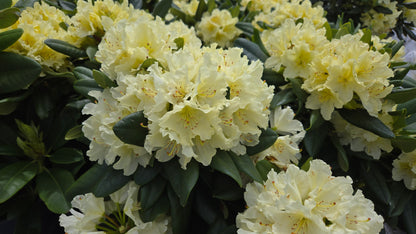 Capistrano Rhododendron - photo 2