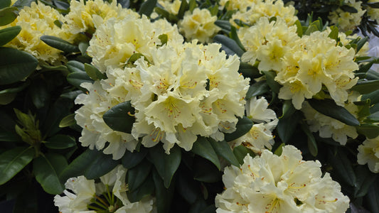 Capistrano Rhododendron - photo 2