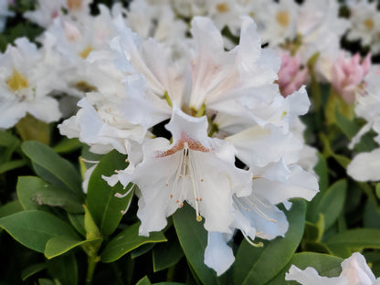 Cunningham's White | Rhododendron