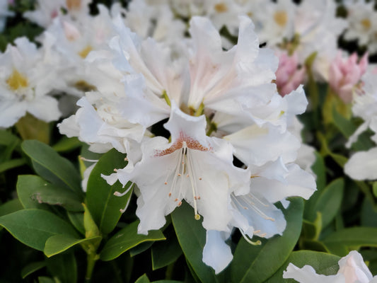 Cunningham's White | Rhododendron