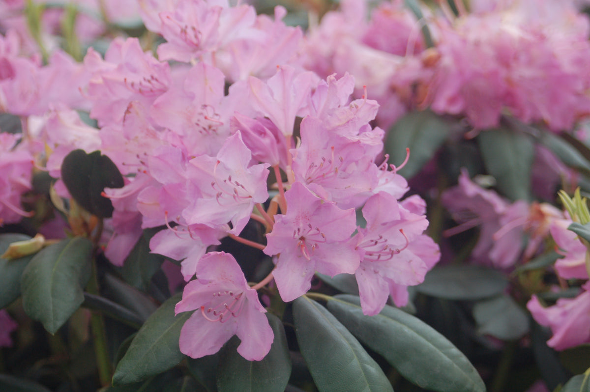 English Roseum Rhododendron (Rhododendron cat. 'English Roseum')