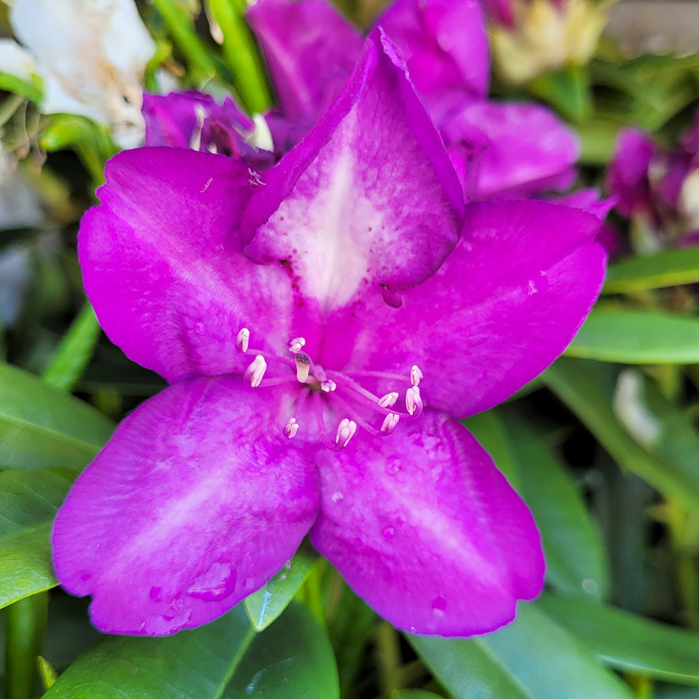 Lee's Dark Purple | Rhododendron