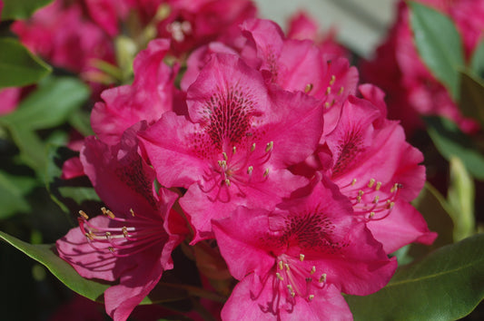 Nova Zembla | Rhododendron